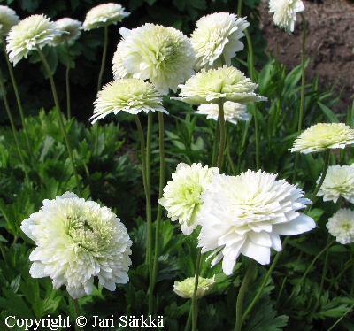 Anemone sylvestris 'Elise Fellman'
